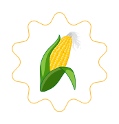 Corn illustration